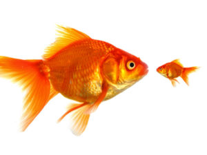 Big vs Small Goldfish